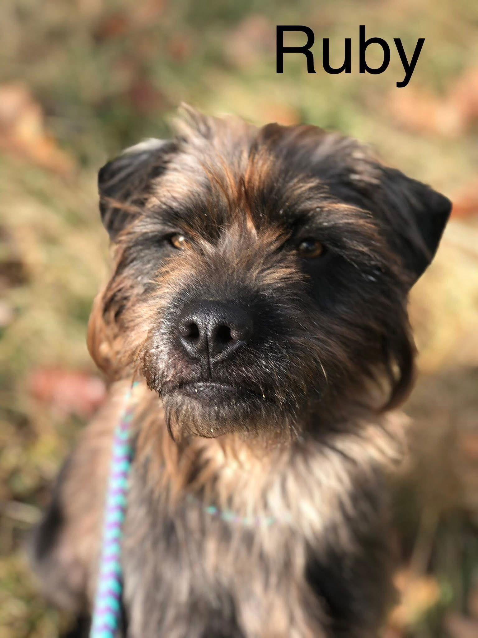 Ruby, a Adoptable Terrier in Elkins, WV image 2/2