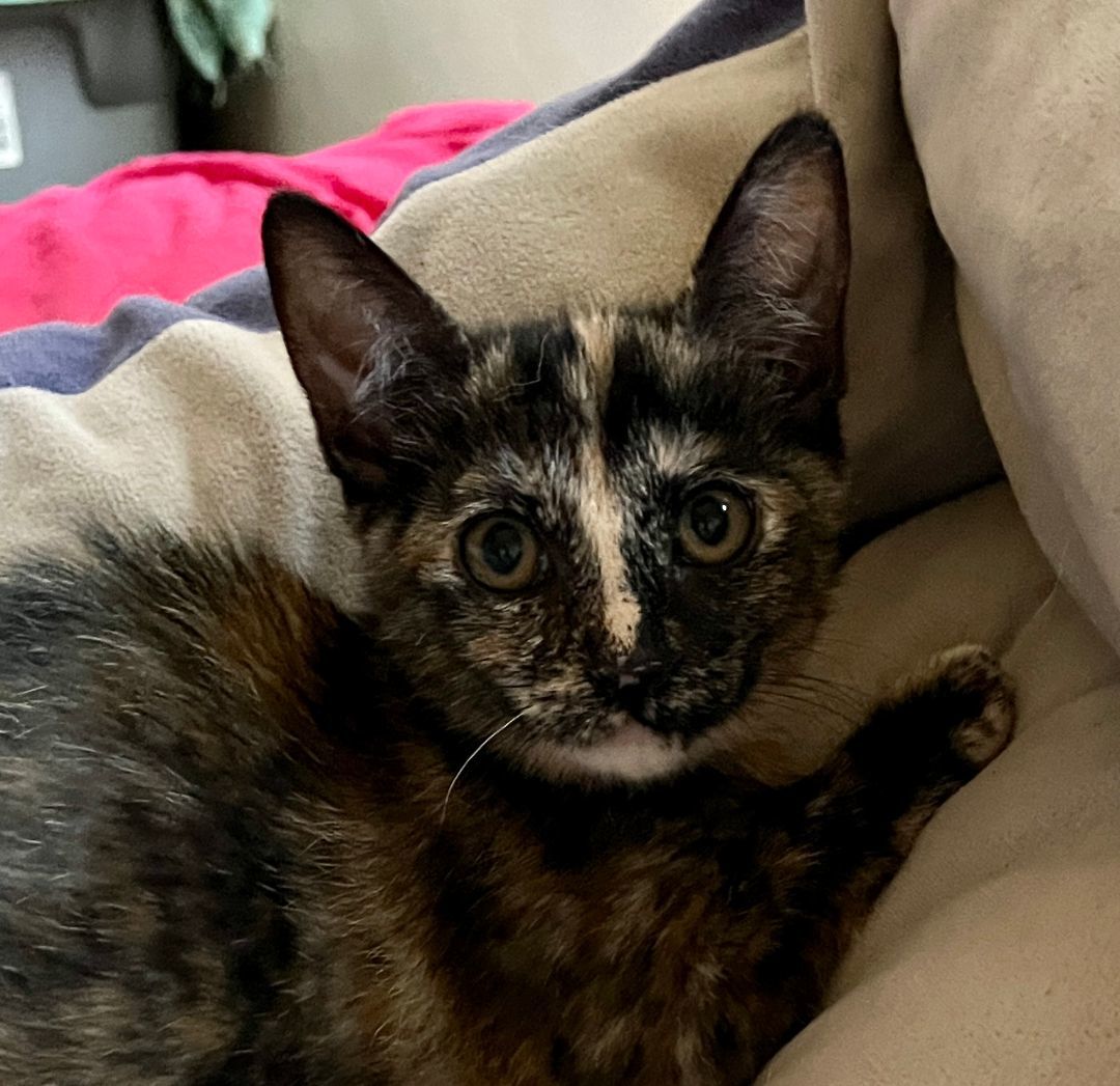 Alice , Adopted, Kitten Female Tortoiseshell.