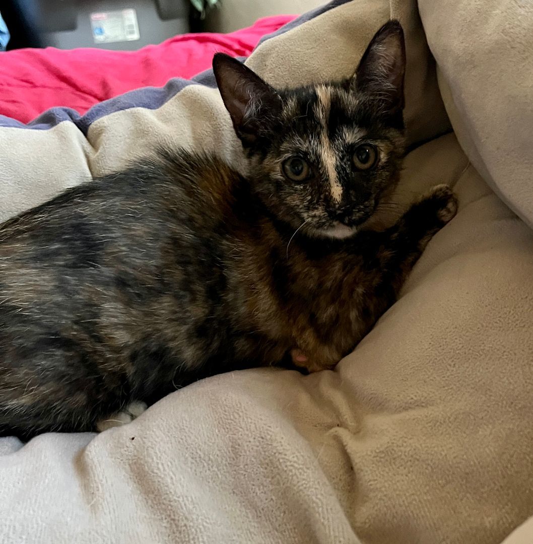 Enlarge Alice , a Adopted Tortoiseshell in Redondo Beach, CA image 2/8