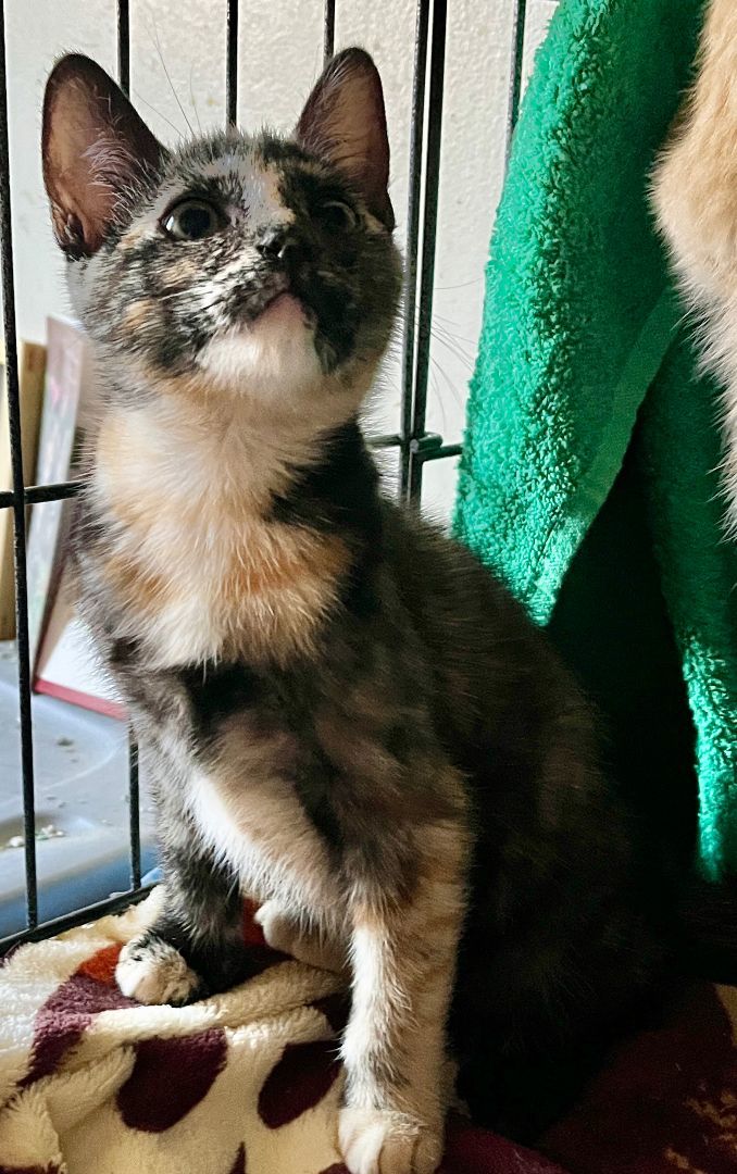 Enlarge Alice , a Adopted Tortoiseshell in Redondo Beach, CA image 3/8
