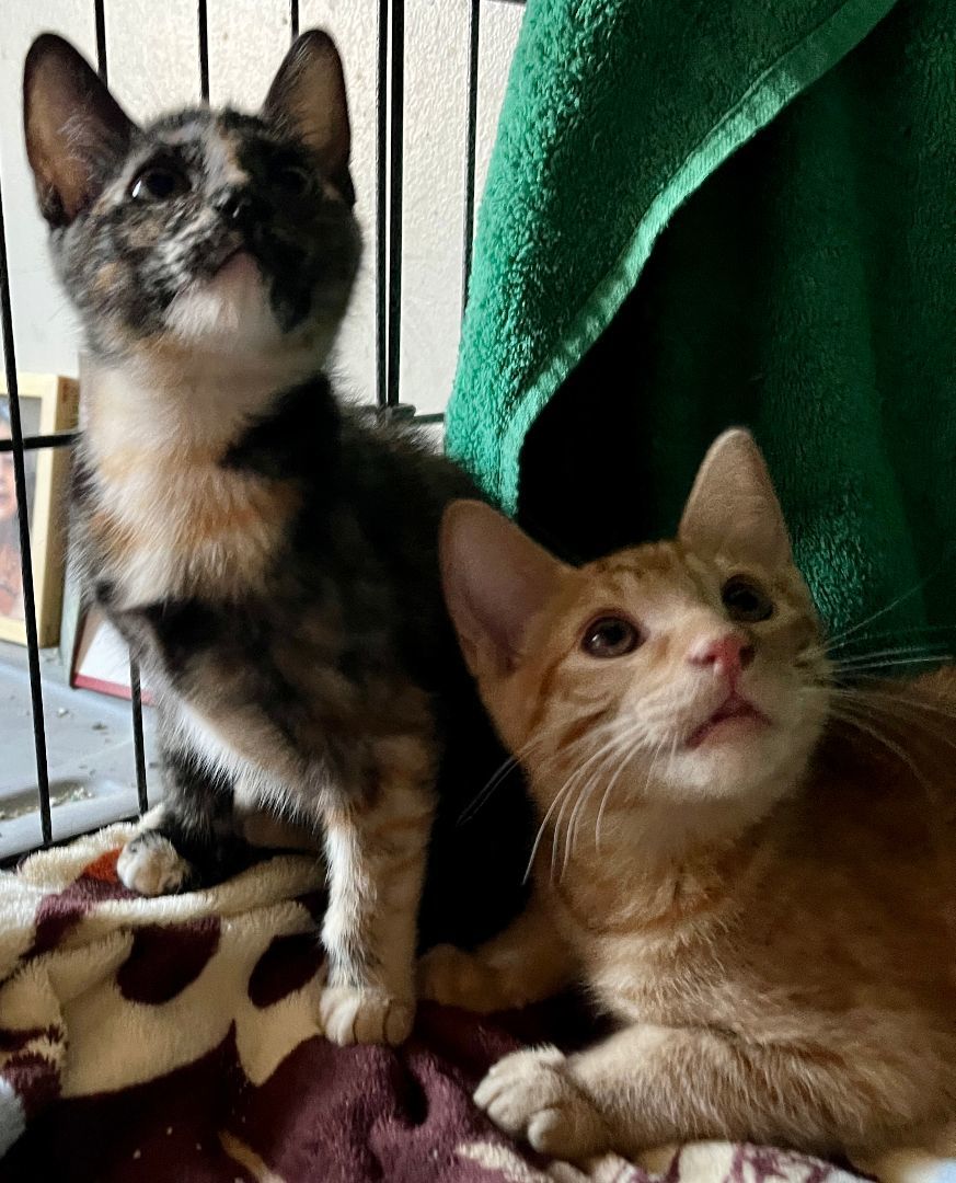 Enlarge Alice , a Adopted Tortoiseshell in Redondo Beach, CA image 4/8