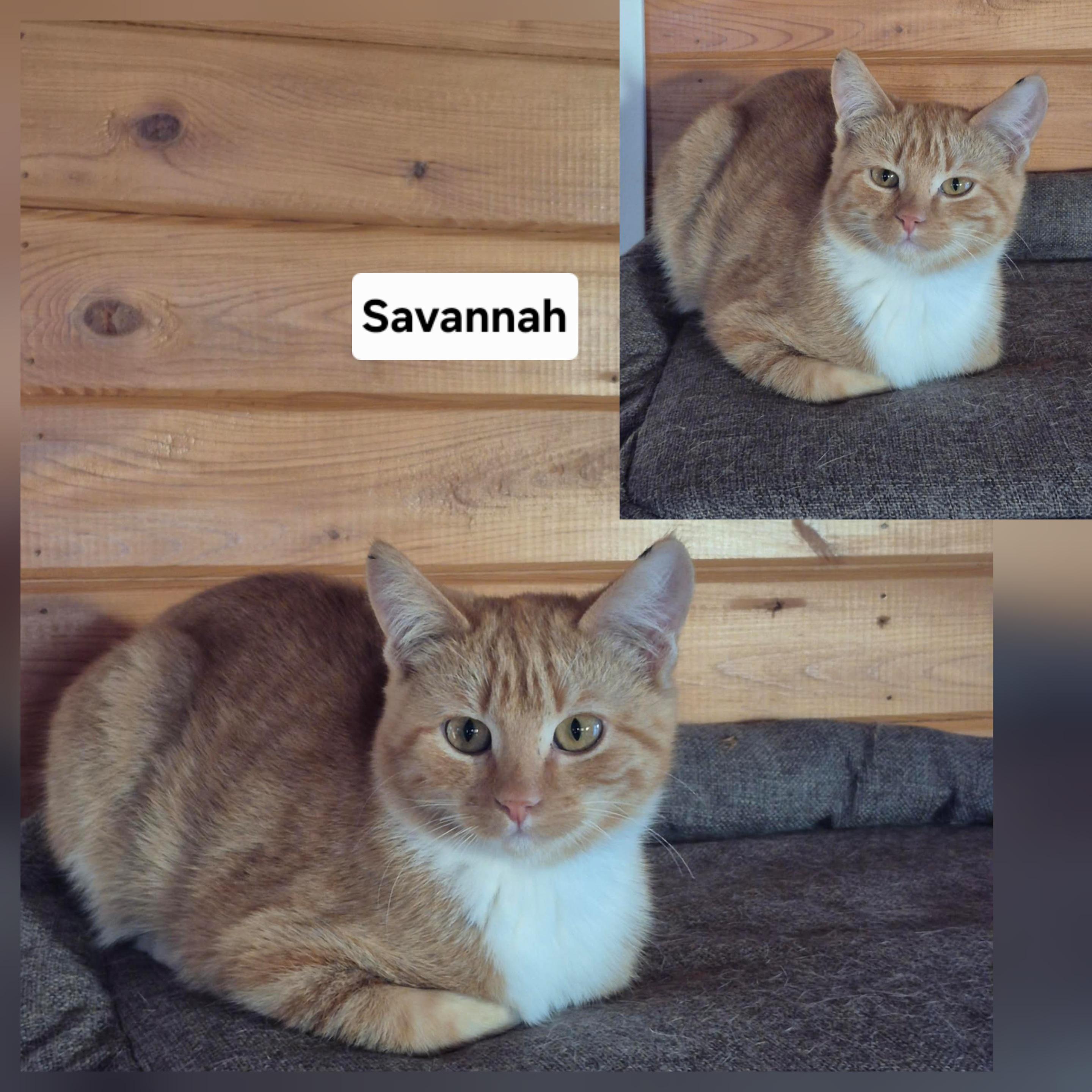 Enlarge Savannah, a ADOPTABLE Domestic Short Hair in Winnipeg, MB image 2/4