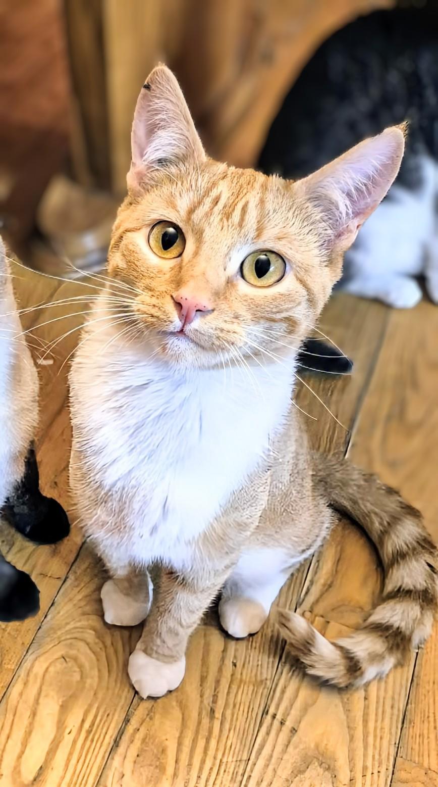 Savannah, ADOPTABLE, Kitten Female Domestic Short Hair.