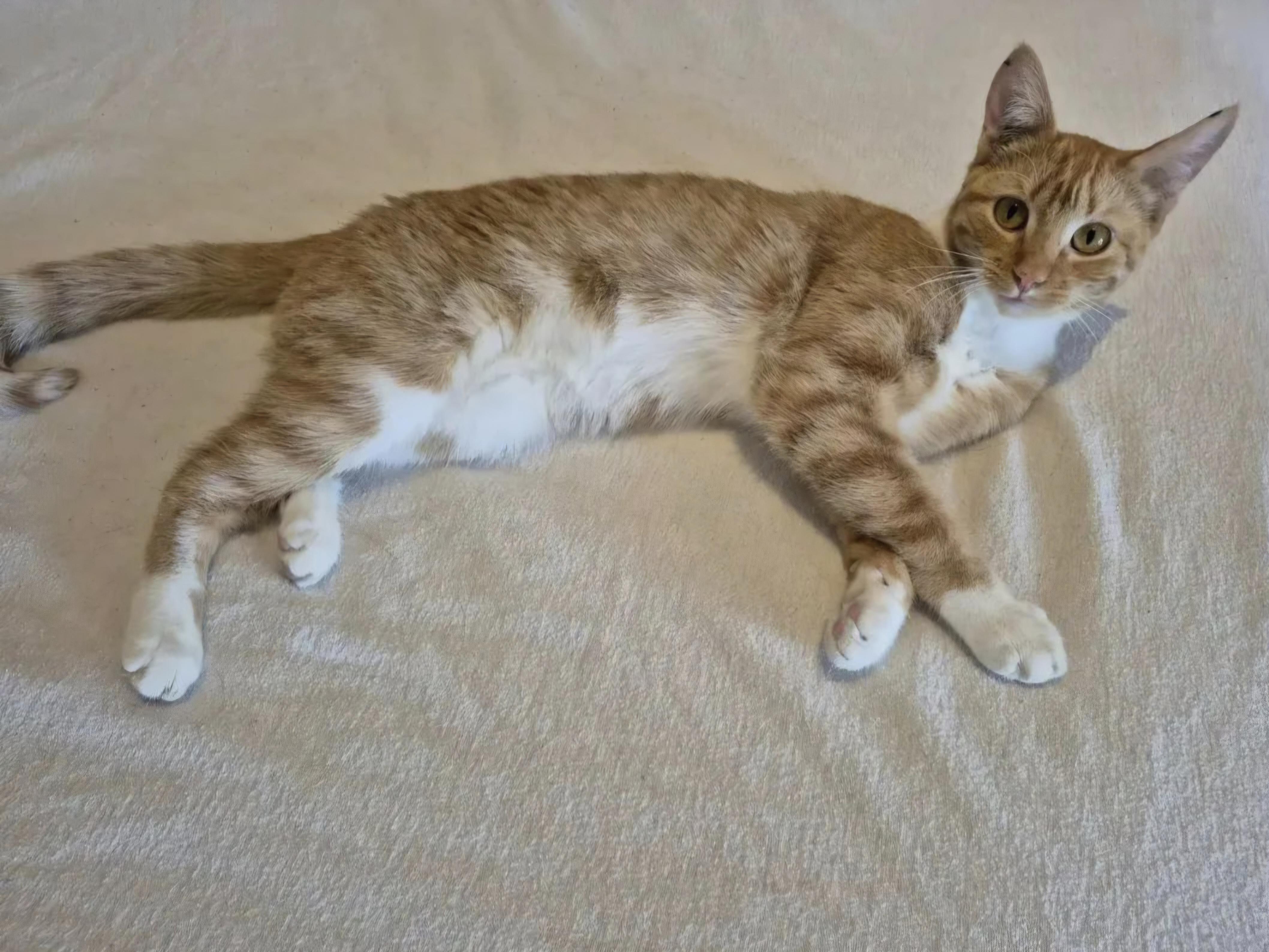 Savannah, an adoptable Domestic Short Hair in Winnipeg, MB image 6/6