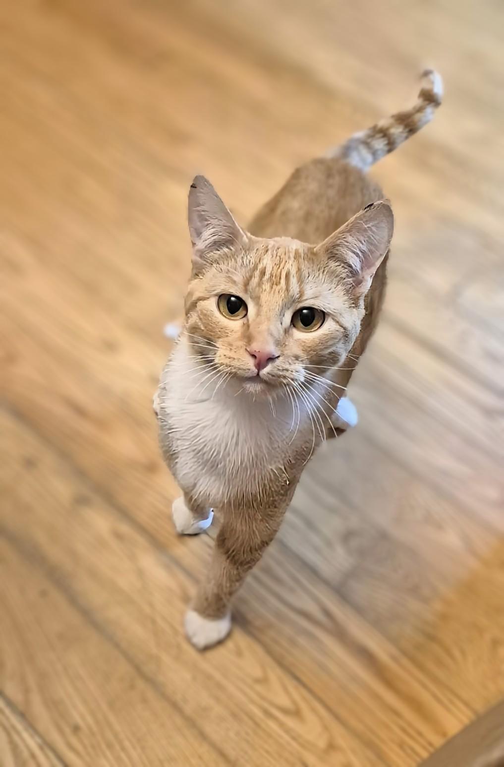 Savannah, adoptable, Young Female Domestic Short Hair.