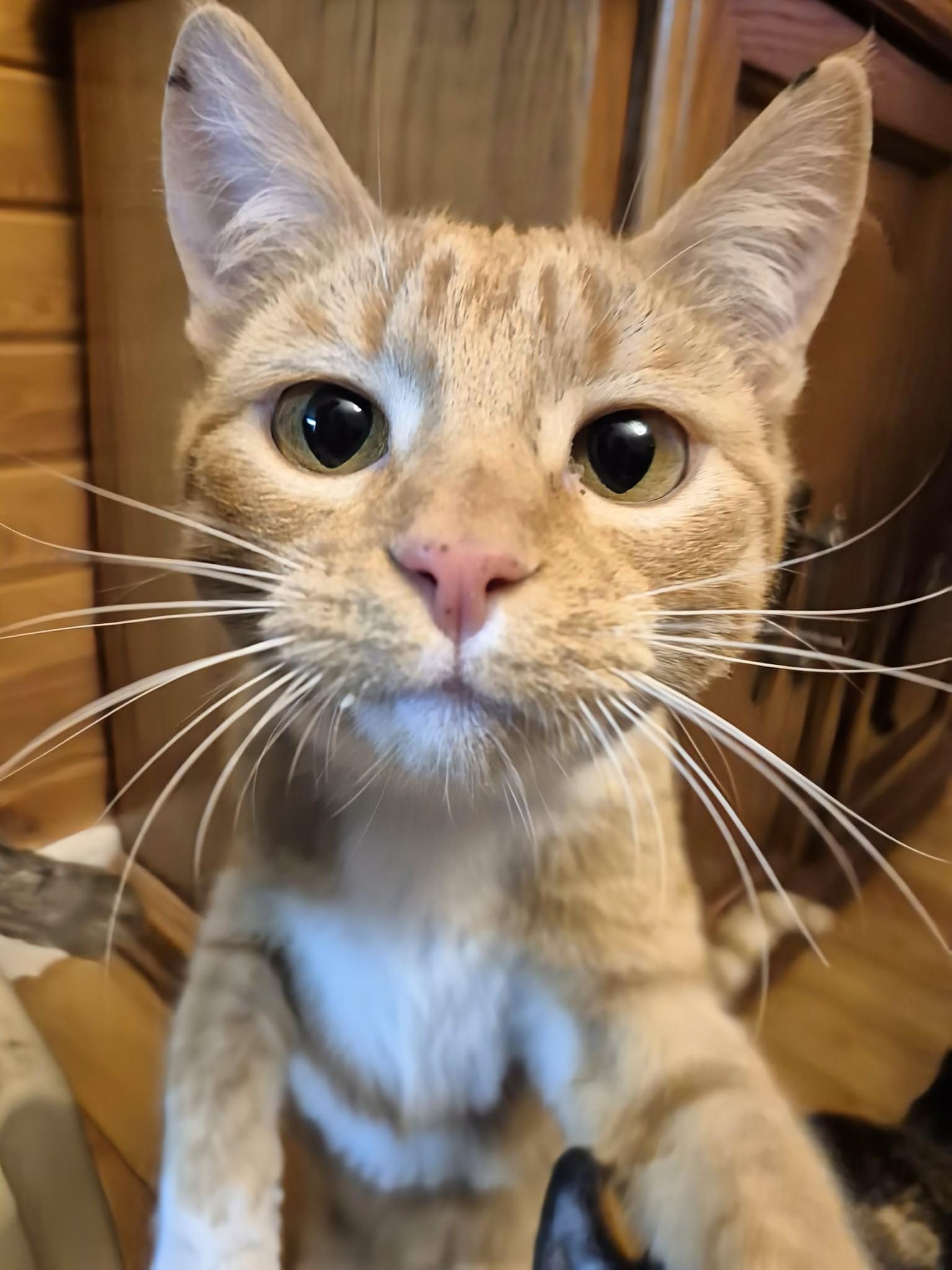 Enlarge Savannah, a ADOPTABLE Domestic Short Hair in Winnipeg, MB image 3/6