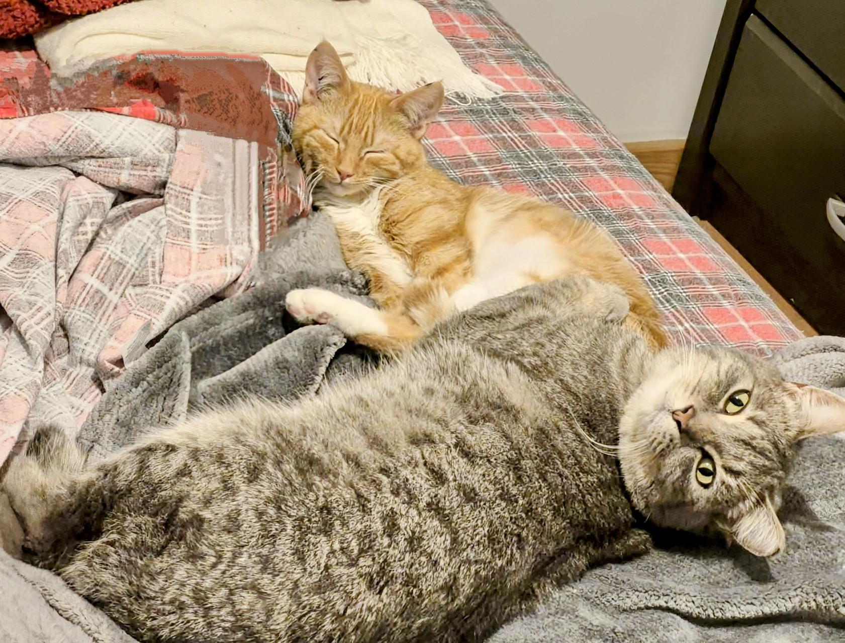 Enlarge Savannah, a ADOPTABLE Domestic Short Hair in Winnipeg, MB image 6/6