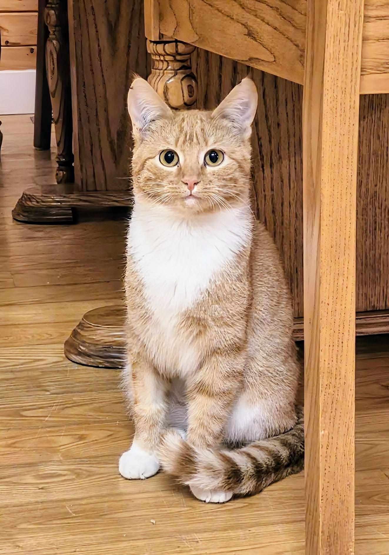 Savannah, ADOPTABLE, Kitten Female Domestic Short Hair.