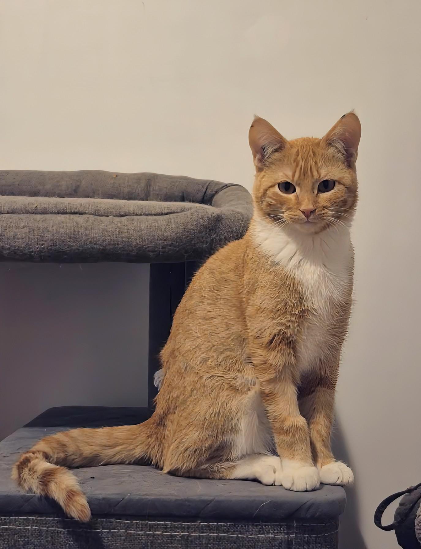 Enlarge Savannah, a ADOPTABLE Domestic Short Hair in Winnipeg, MB image 3/4