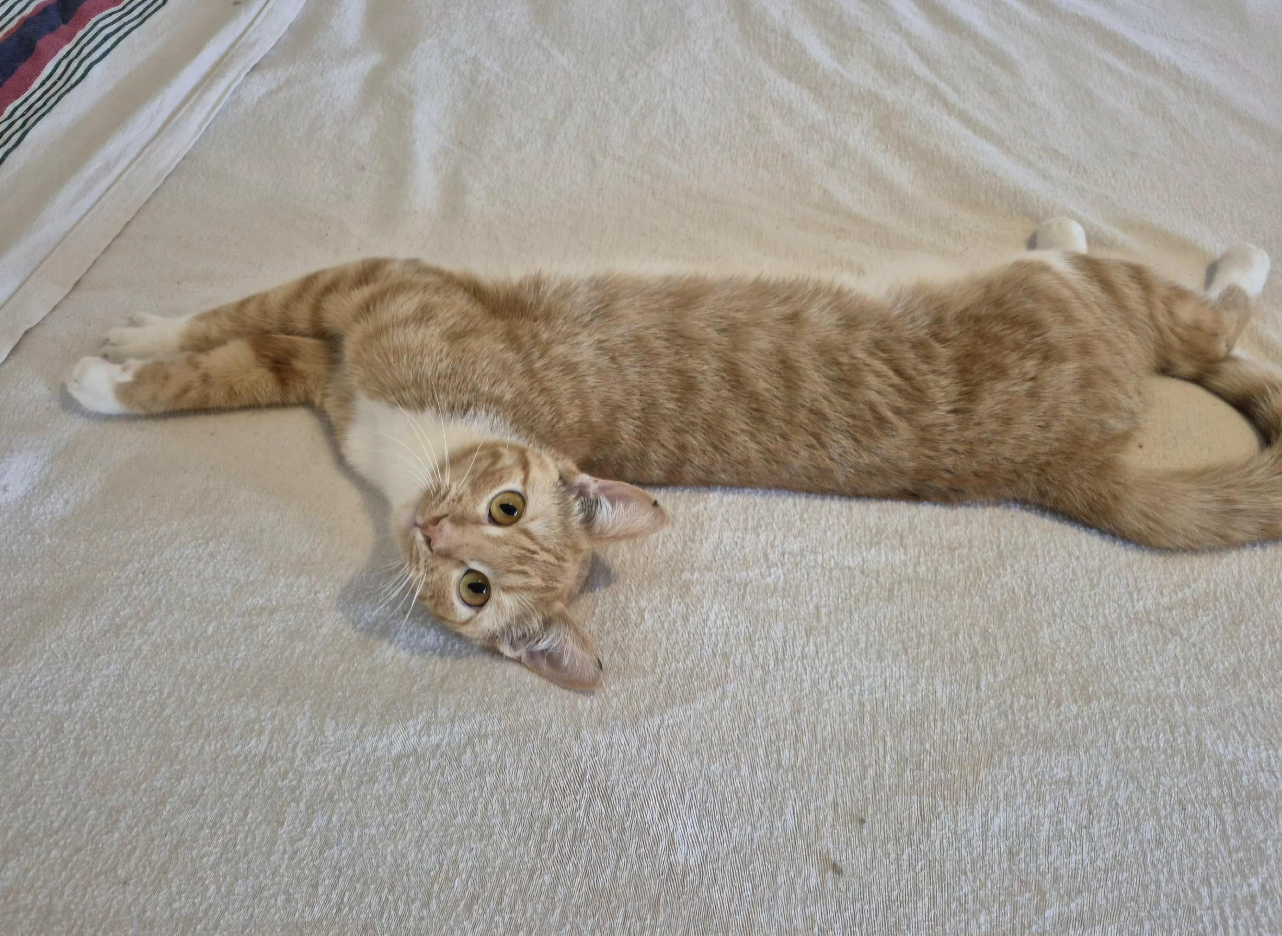 Savannah, an adoptable Domestic Short Hair in Winnipeg, MB image 2/6