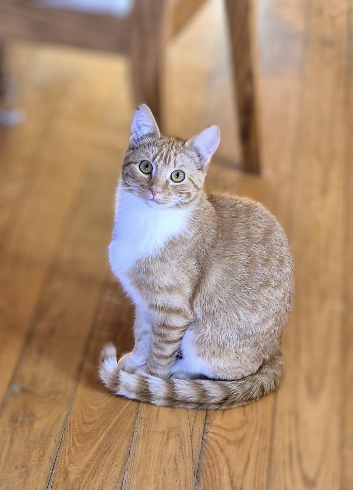 Enlarge Savannah, a ADOPTABLE Domestic Short Hair in Winnipeg, MB image 5/6