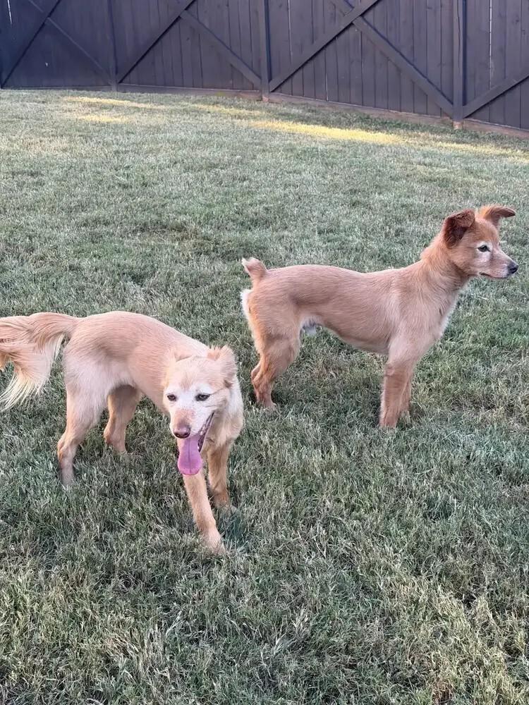 Kermit (A bonded pair Fozzie), Adoptable, Young Female Chihuahua & Shetland Sheepdog / Sheltie.