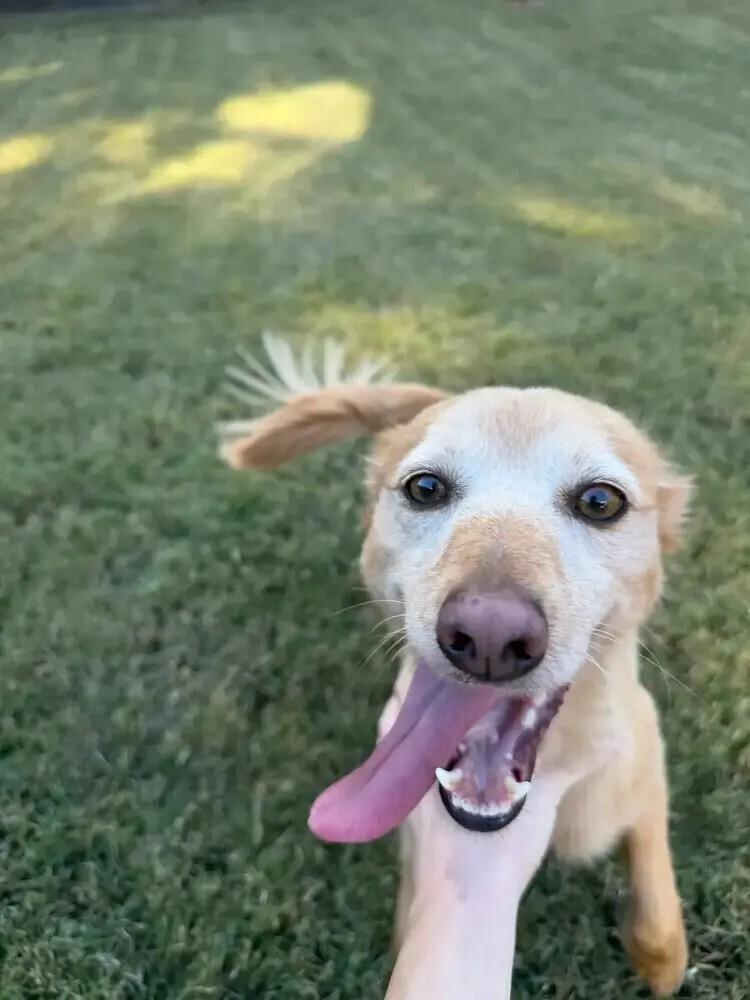 Enlarge Kermit (A bonded pair Fozzie), a Adoptable mixed breed in Gillsville, GA image 2/4