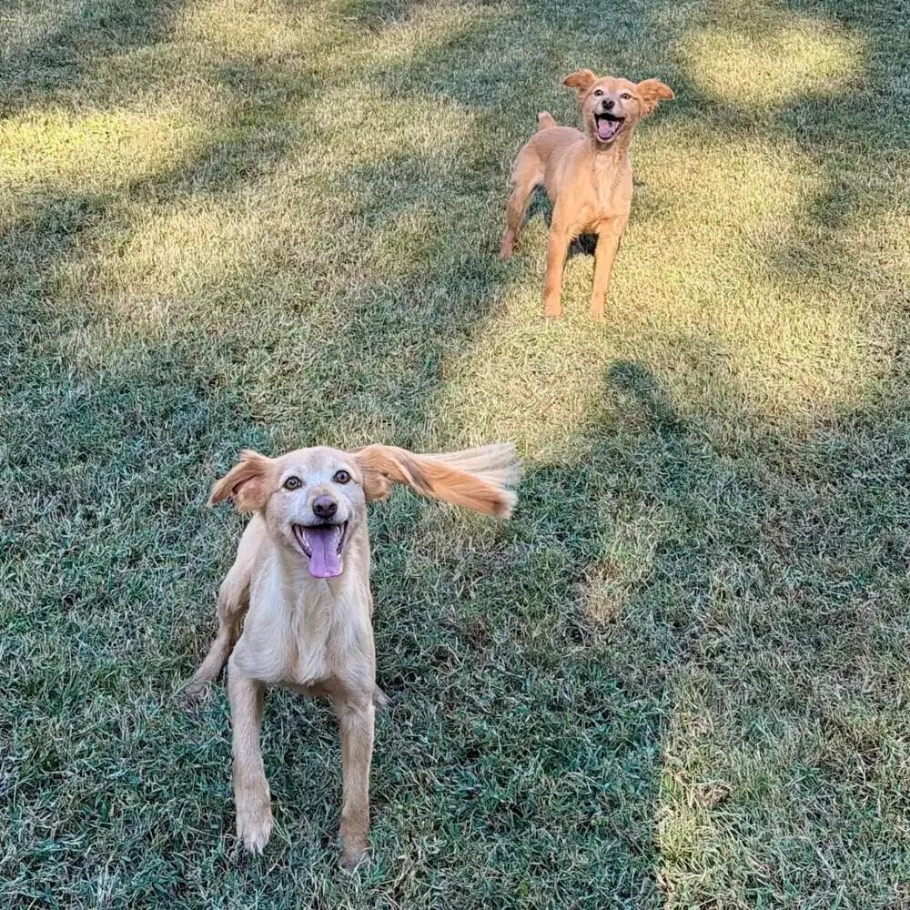 Enlarge Kermit (A bonded pair Fozzie), a Adoptable mixed breed in Gillsville, GA image 3/4