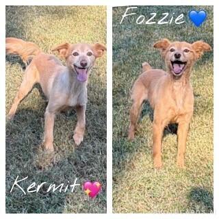 Enlarge Kermit (A bonded pair Fozzie), a Adoptable mixed breed in Gillsville, GA image 4/4