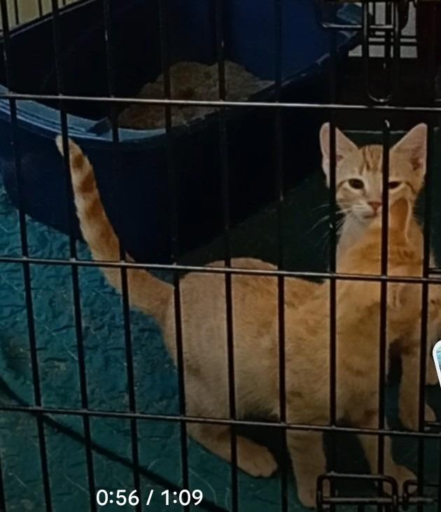 Lollipop and Sunshine, Adoptable, Kitten Male Domestic Short Hair.