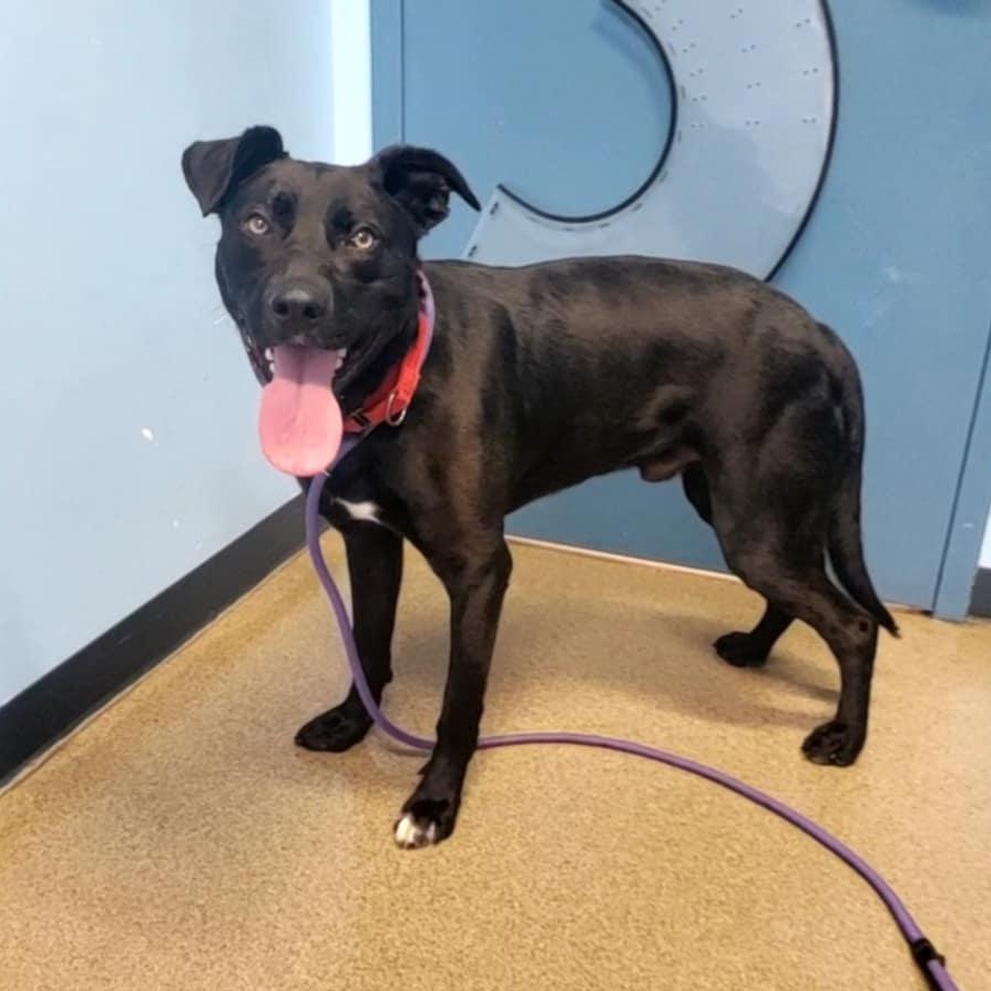 Wally, an adoptable Pit Bull Terrier in Hutchinson, MN, 55350 | Photo Image 2
