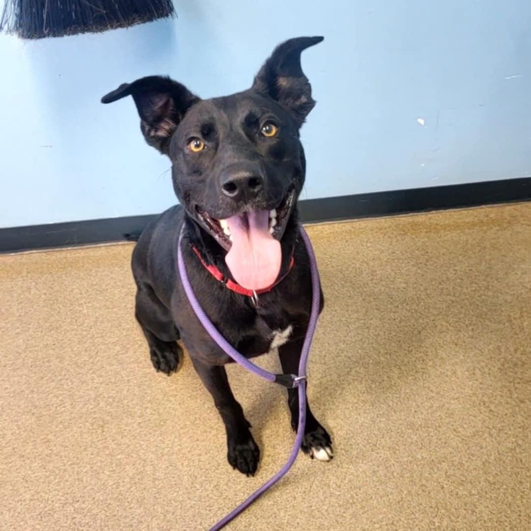 Wally, an adoptable Pit Bull Terrier in Hutchinson, MN, 55350 | Photo Image 1