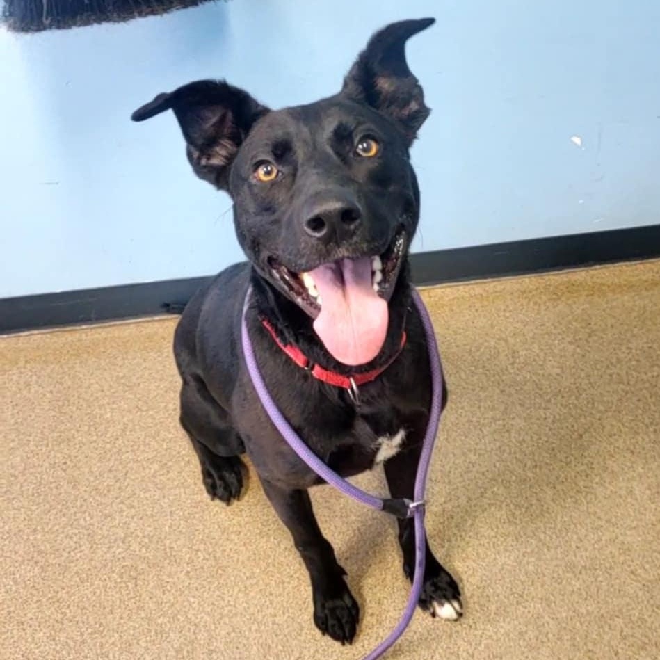 Wally, an adoptable Pit Bull Terrier in Hutchinson, MN, 55350 | Photo Image 3