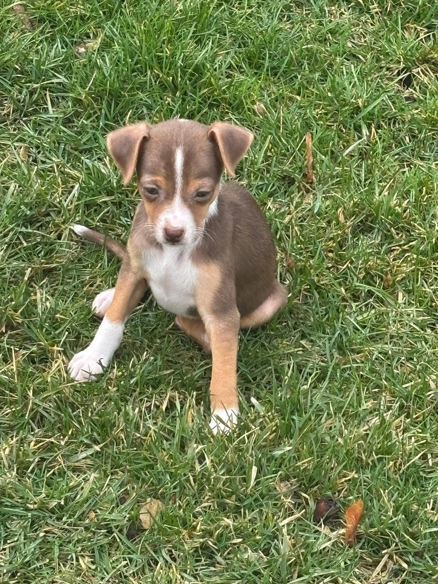 Ramona, Adopted, Puppy Female Hound.