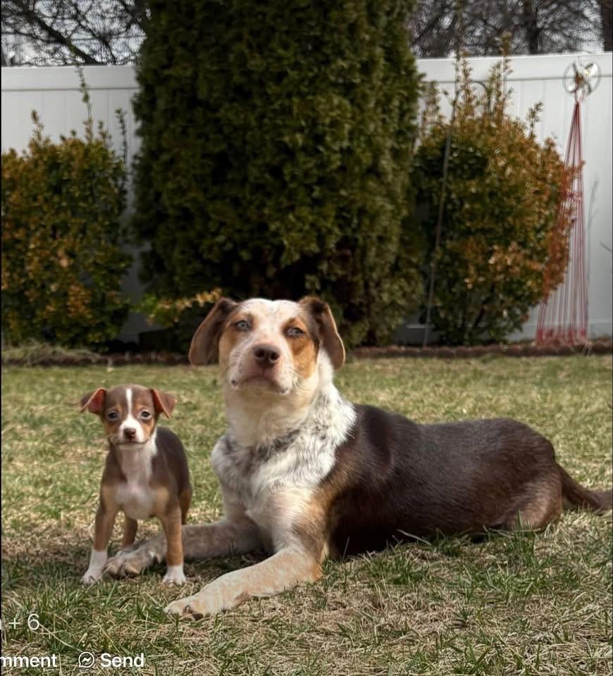 Enlarge Ramona, a Adopted mixed breed in Berlin, NJ image 2/3
