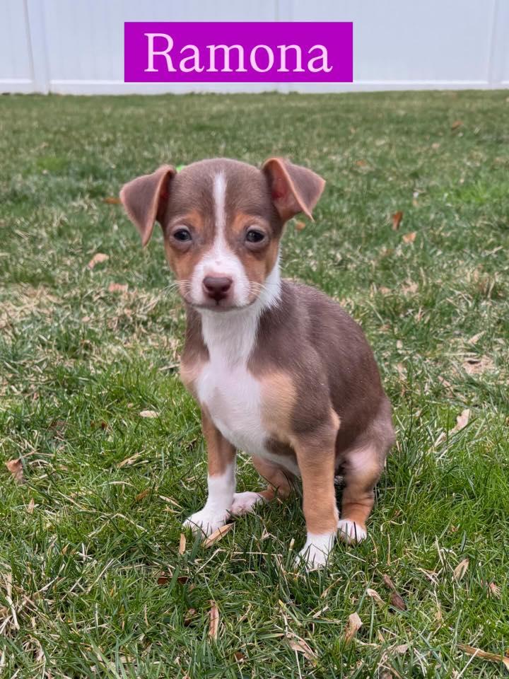 Enlarge Ramona, a Adopted mixed breed in Berlin, NJ image 3/3