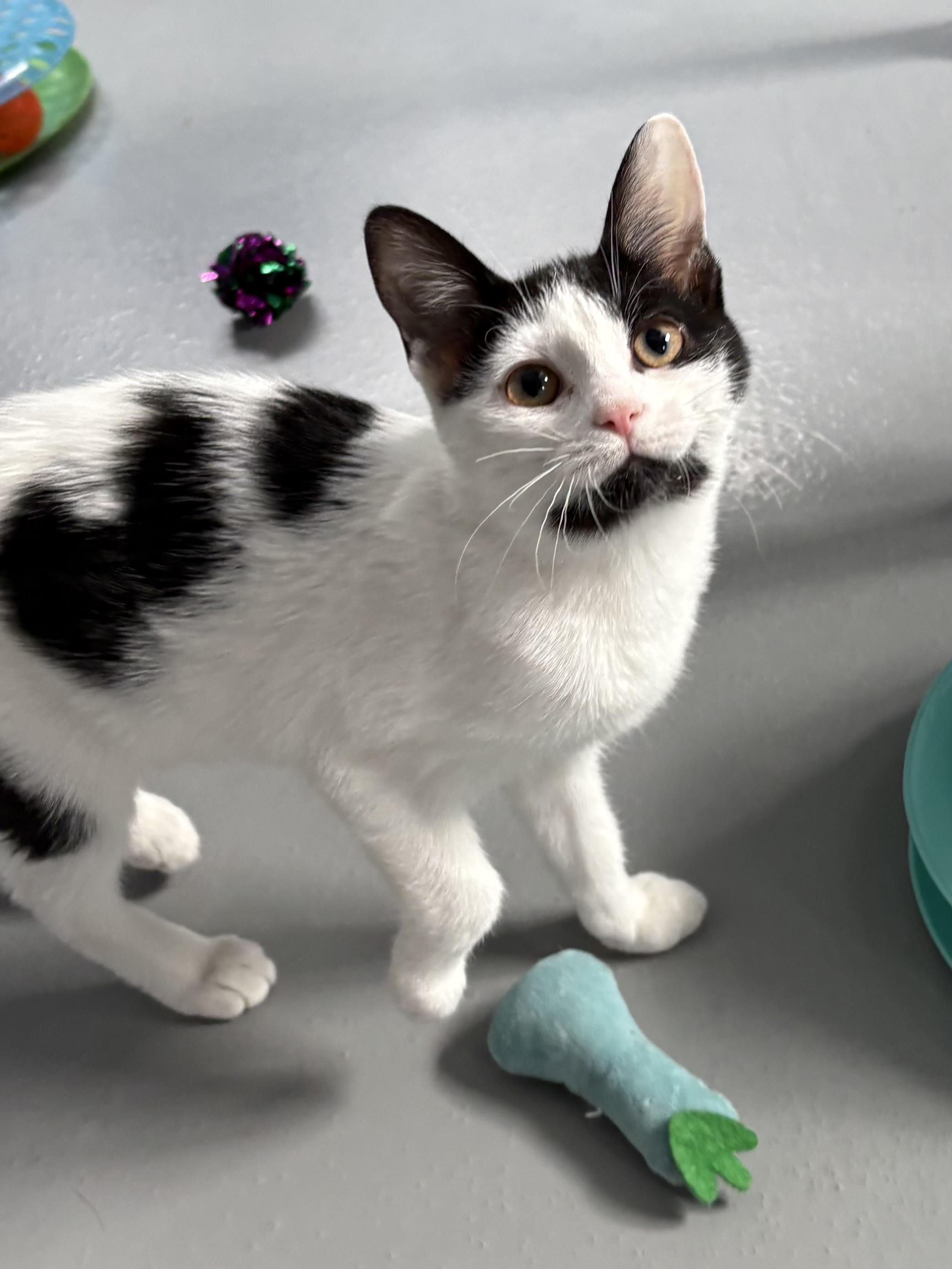 Enlarge Boo, an adopted American Shorthair in Big Rapids, MI image 2/4