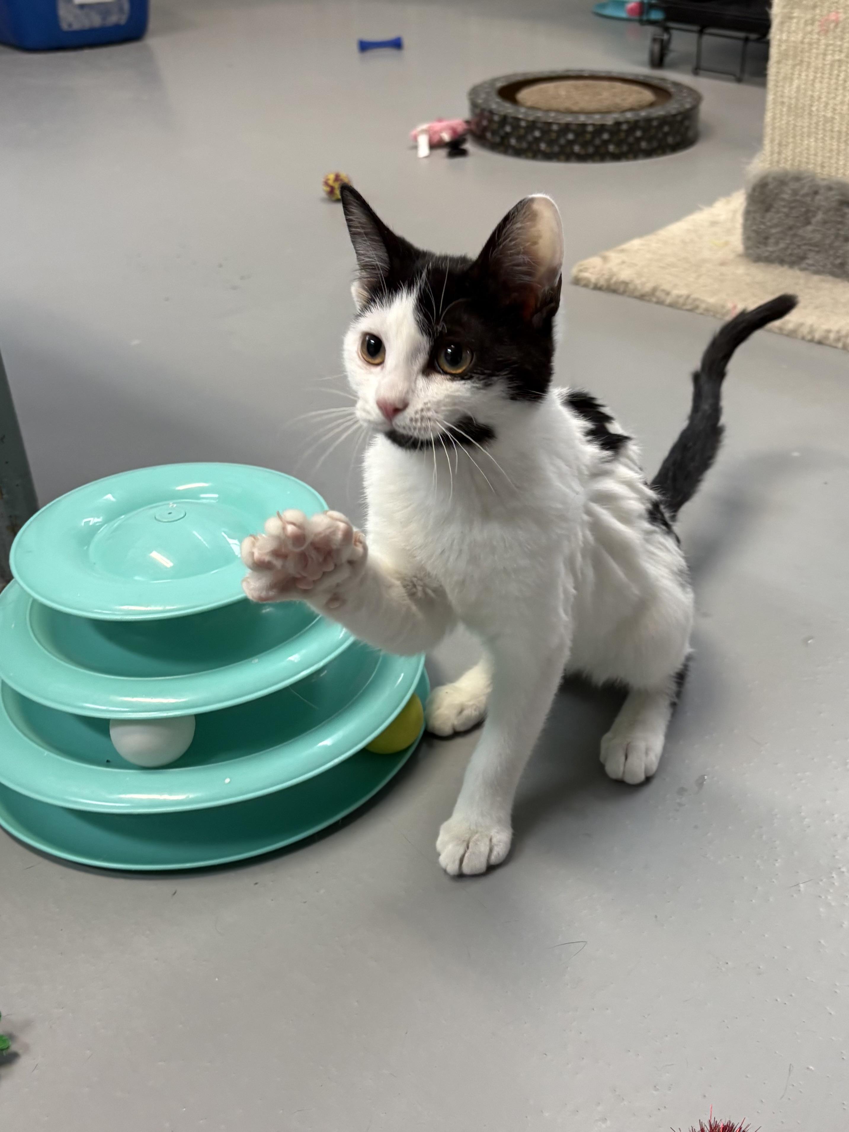 Enlarge Boo, an adopted American Shorthair in Big Rapids, MI image 3/4