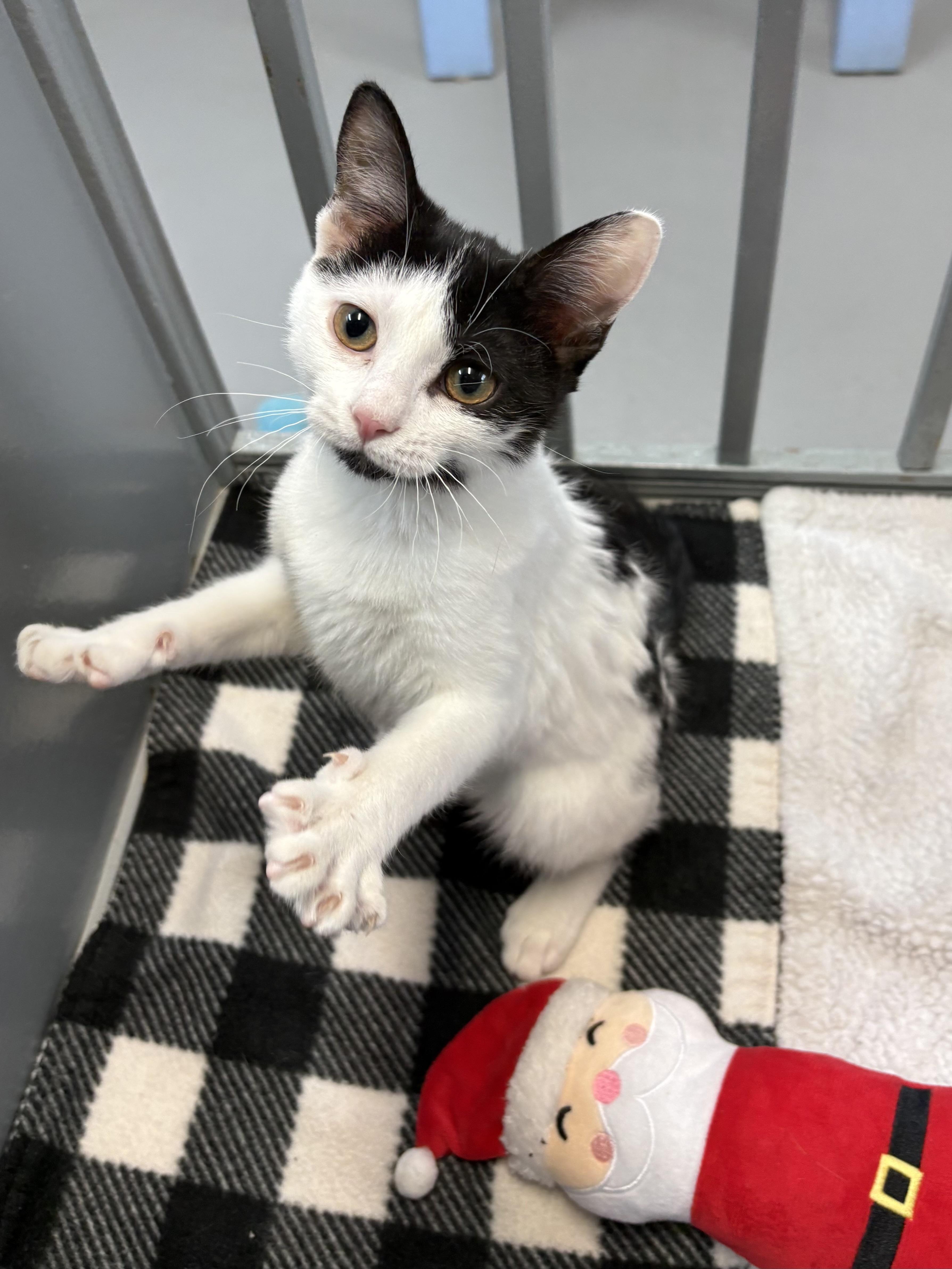 Enlarge Boo, an adopted American Shorthair in Big Rapids, MI image 1/4