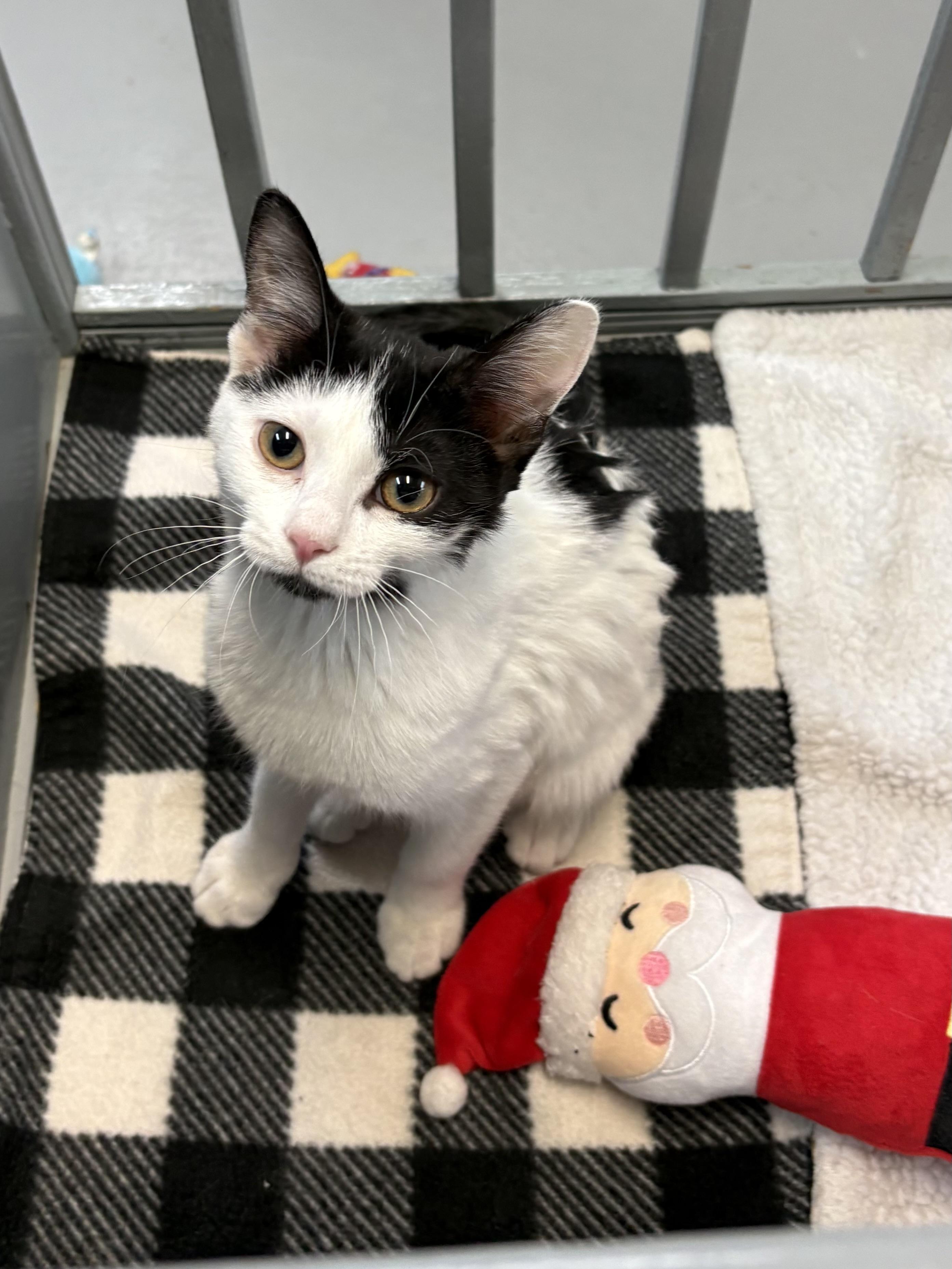 Enlarge Boo, an adopted American Shorthair in Big Rapids, MI image 4/4