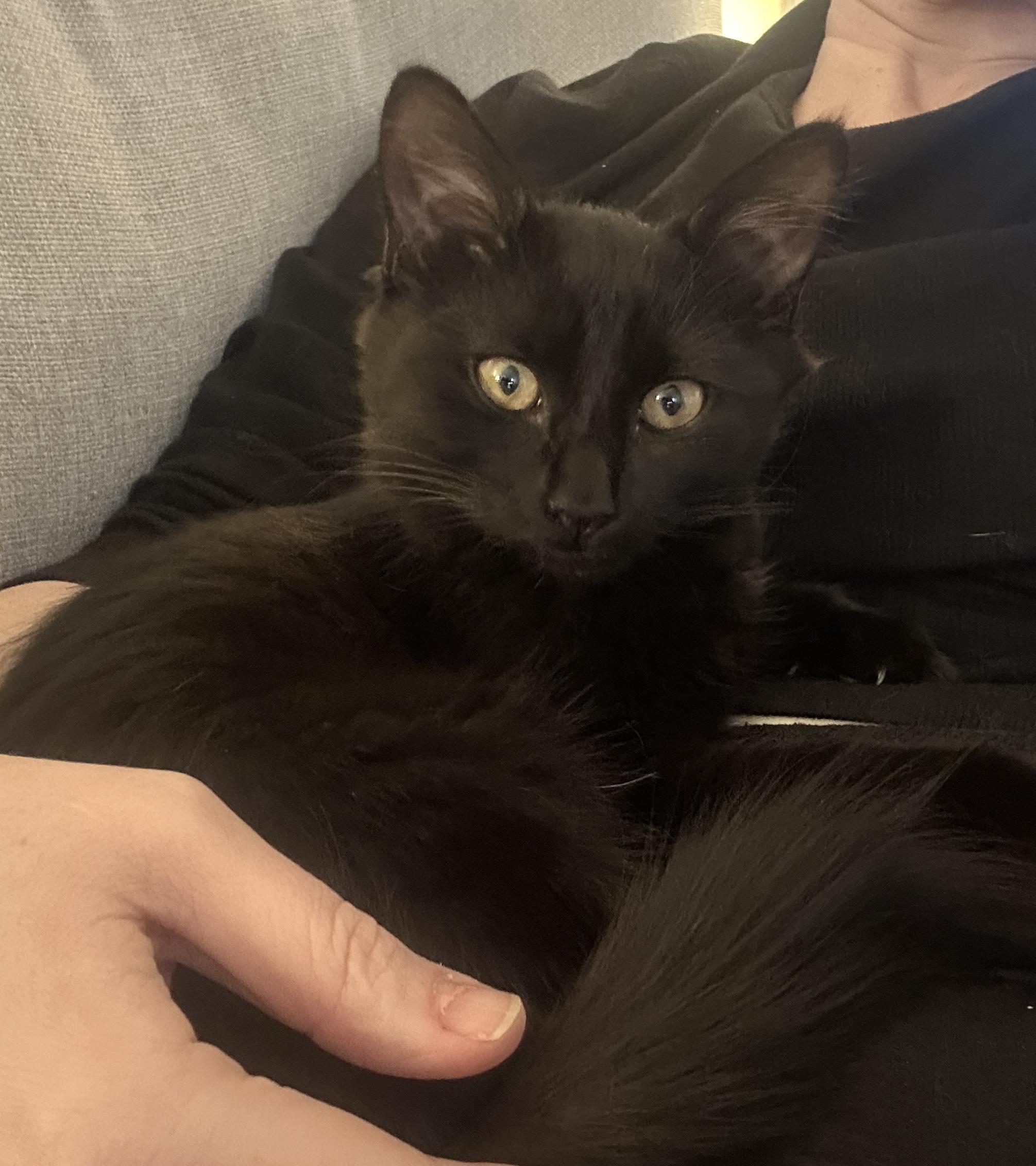 Zassy, Adoptable, Kitten Female Domestic Medium Hair & Domestic Short Hair.