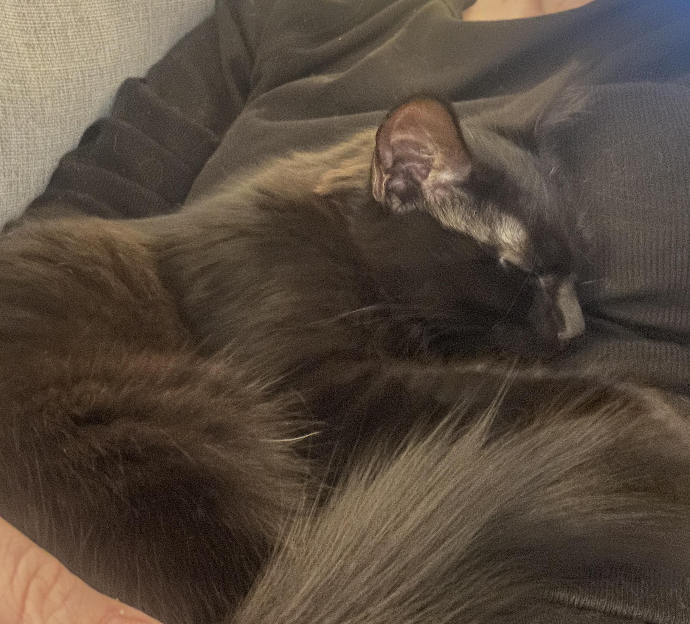 Enlarge Zassy, a Adoptable mixed breed in Warwick, RI image 3/6