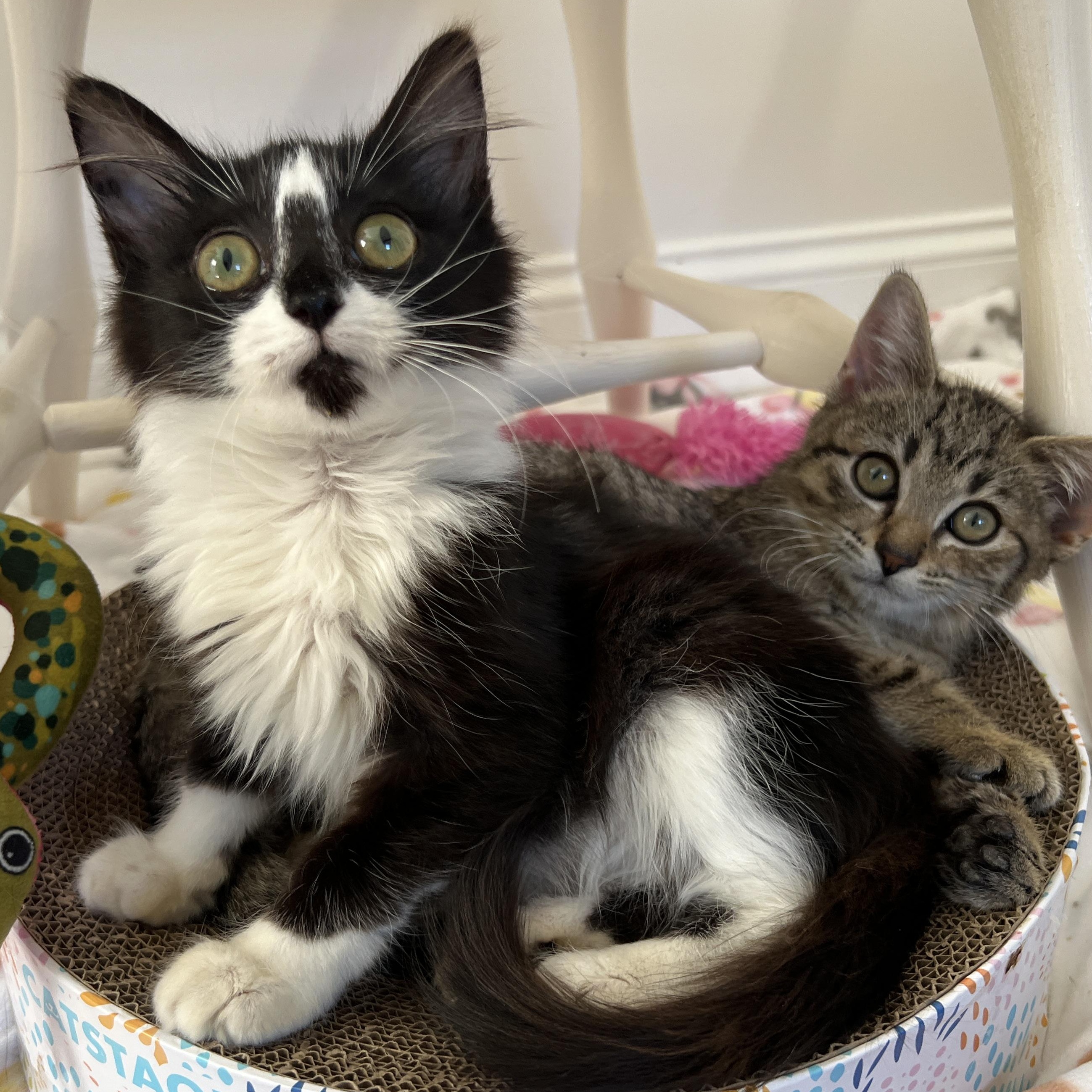 Enlarge Prancer, an adopted Domestic Long Hair in New Bern, NC image 4/5