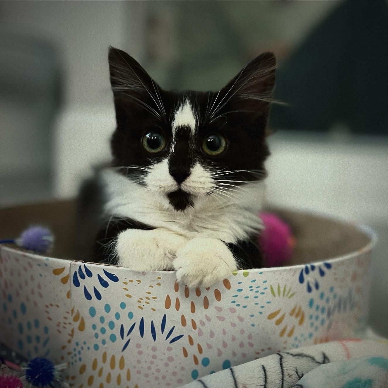 Enlarge Prancer, an adopted Domestic Long Hair in New Bern, NC image 5/5