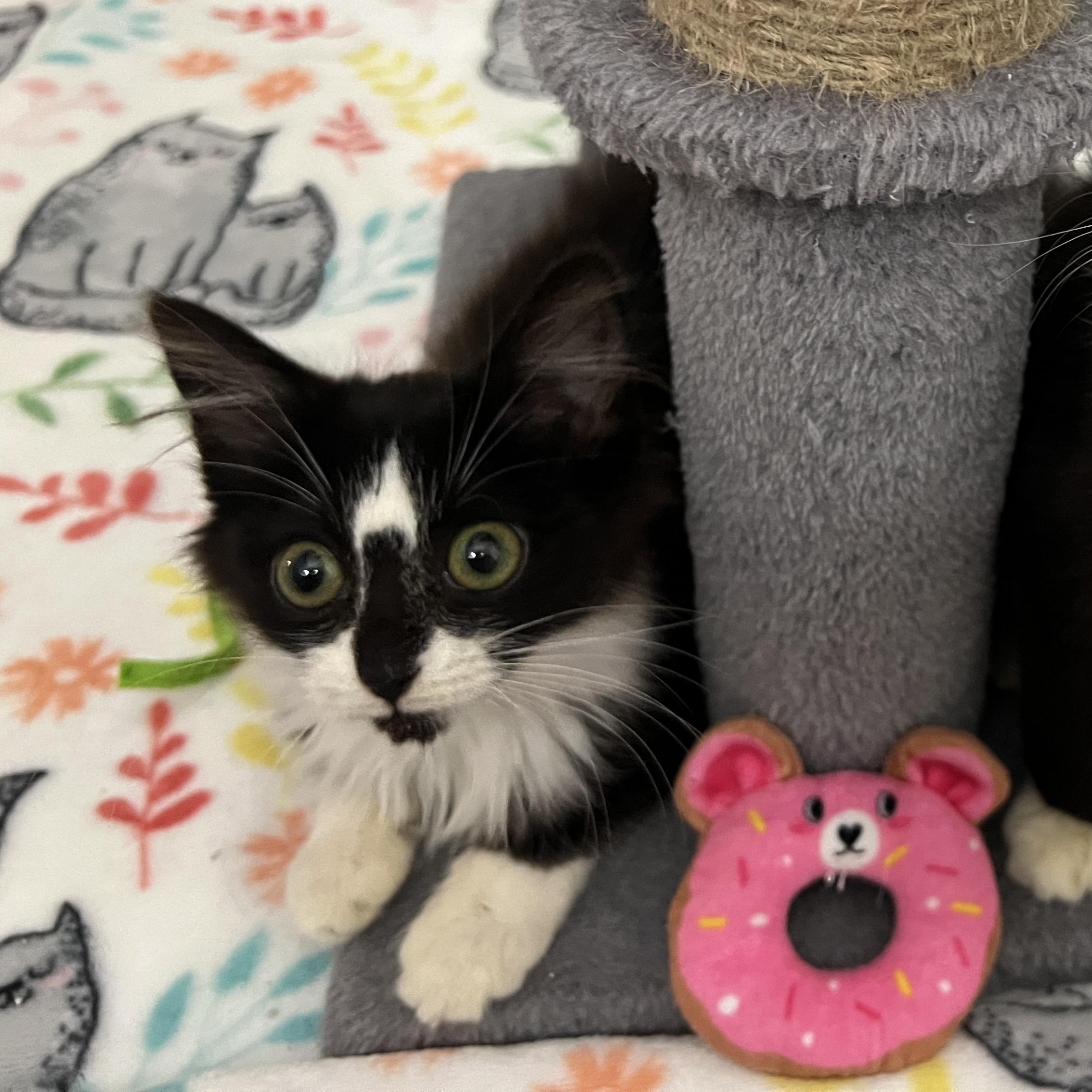 Enlarge Prancer, a ADOPTABLE Domestic Long Hair in New Bern, NC image 2/5