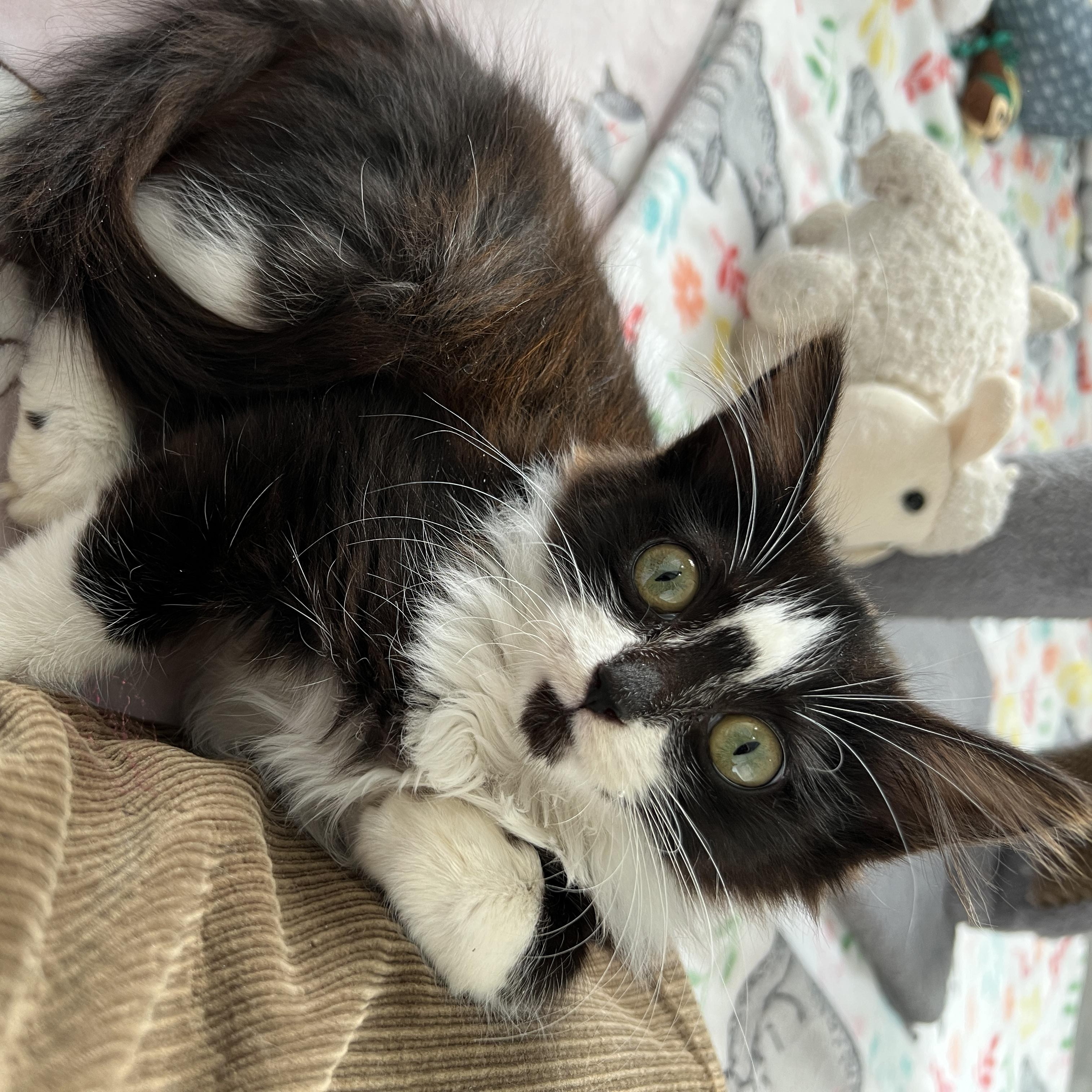 Enlarge Prancer, a ADOPTABLE Domestic Long Hair in New Bern, NC image 3/5