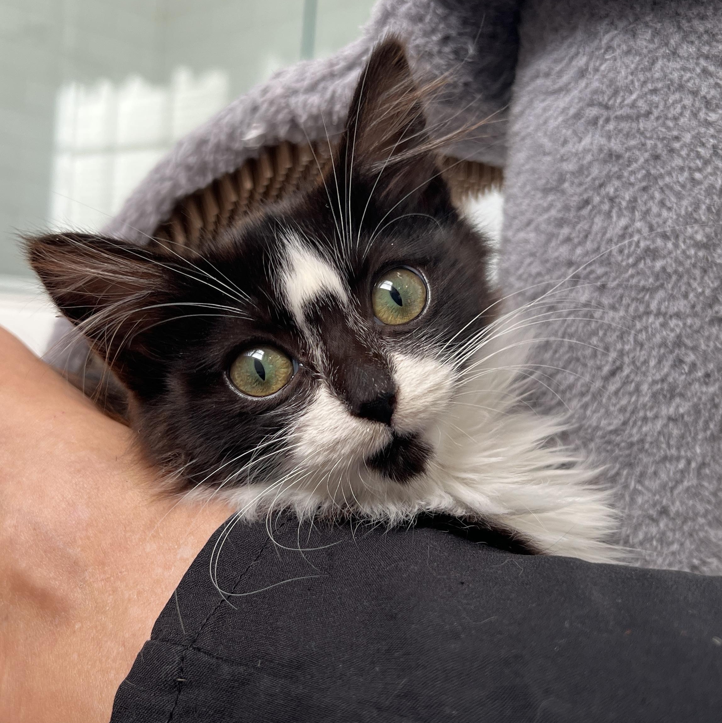 Enlarge Prancer, a ADOPTABLE Domestic Long Hair in New Bern, NC image 4/5