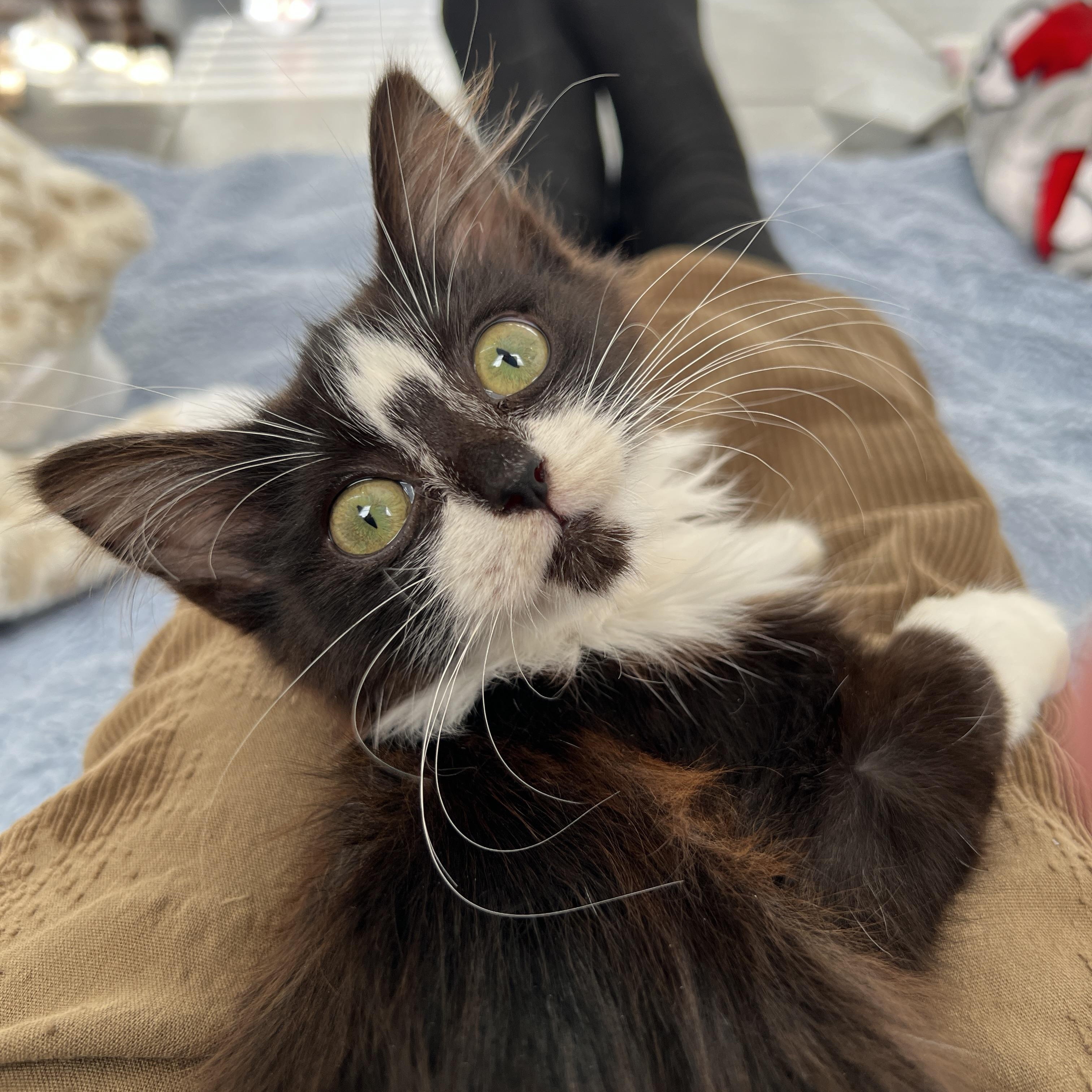 Enlarge Prancer, a ADOPTABLE Domestic Long Hair in New Bern, NC image 5/5