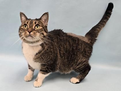 Enlarge Kiwi, a Adoptable mixed breed in Coon Rapids, MN image 1/1