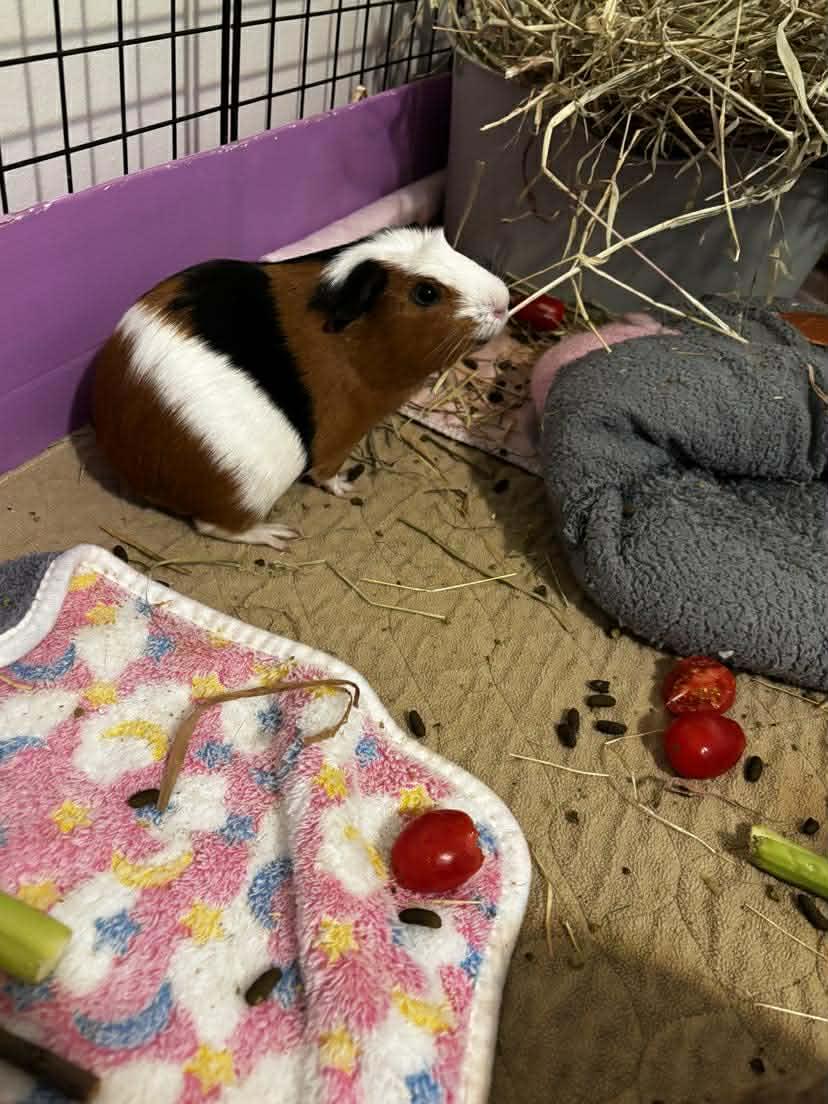 Cocoa and Alfie, Adoptable, Young Female Guinea Pig.