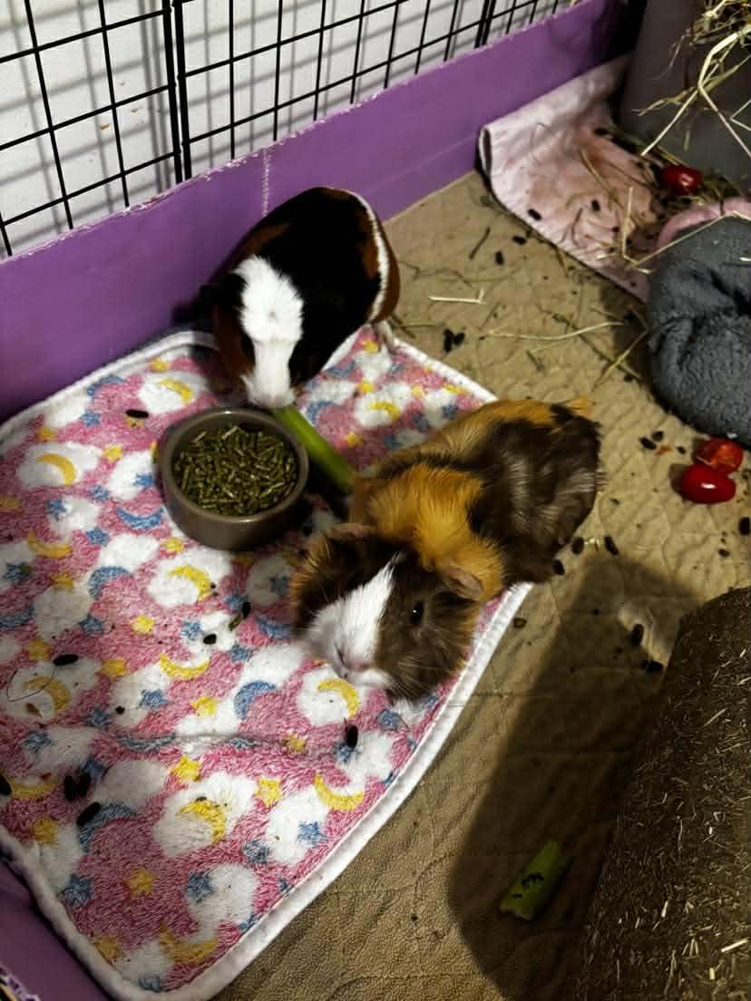 Enlarge Cocoa and Alfie, a Adoptable Guinea Pig in Amherst, NY image 2/3
