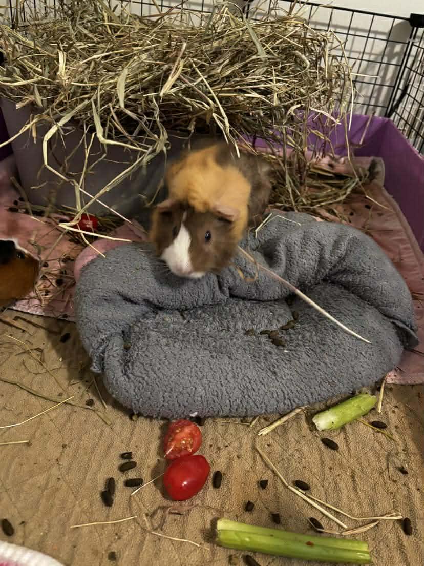Enlarge Cocoa and Alfie, a Adoptable Guinea Pig in Amherst, NY image 3/3