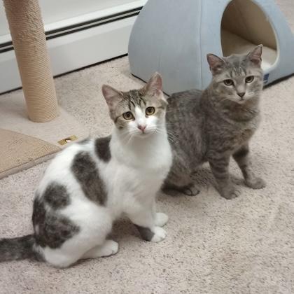 Kitten, a ADOPTABLE Domestic Short Hair in Rochester, MN image 2/6