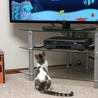 Kitten, a ADOPTABLE Domestic Short Hair in Rochester, MN image 3/6