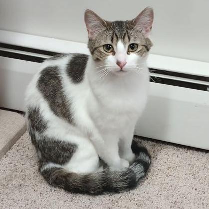 Kitten, a ADOPTABLE Domestic Short Hair in Rochester, MN image 6/6