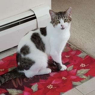 Kitten, a ADOPTABLE Domestic Short Hair in Rochester, MN image 1/6