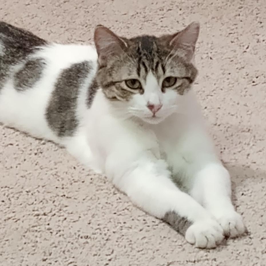 Kitten, a ADOPTABLE Domestic Short Hair in Rochester, MN image 4/6
