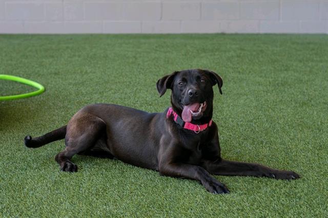 ADELINA, Adoptable, Young Female Labrador Retriever & Mixed Breed.
