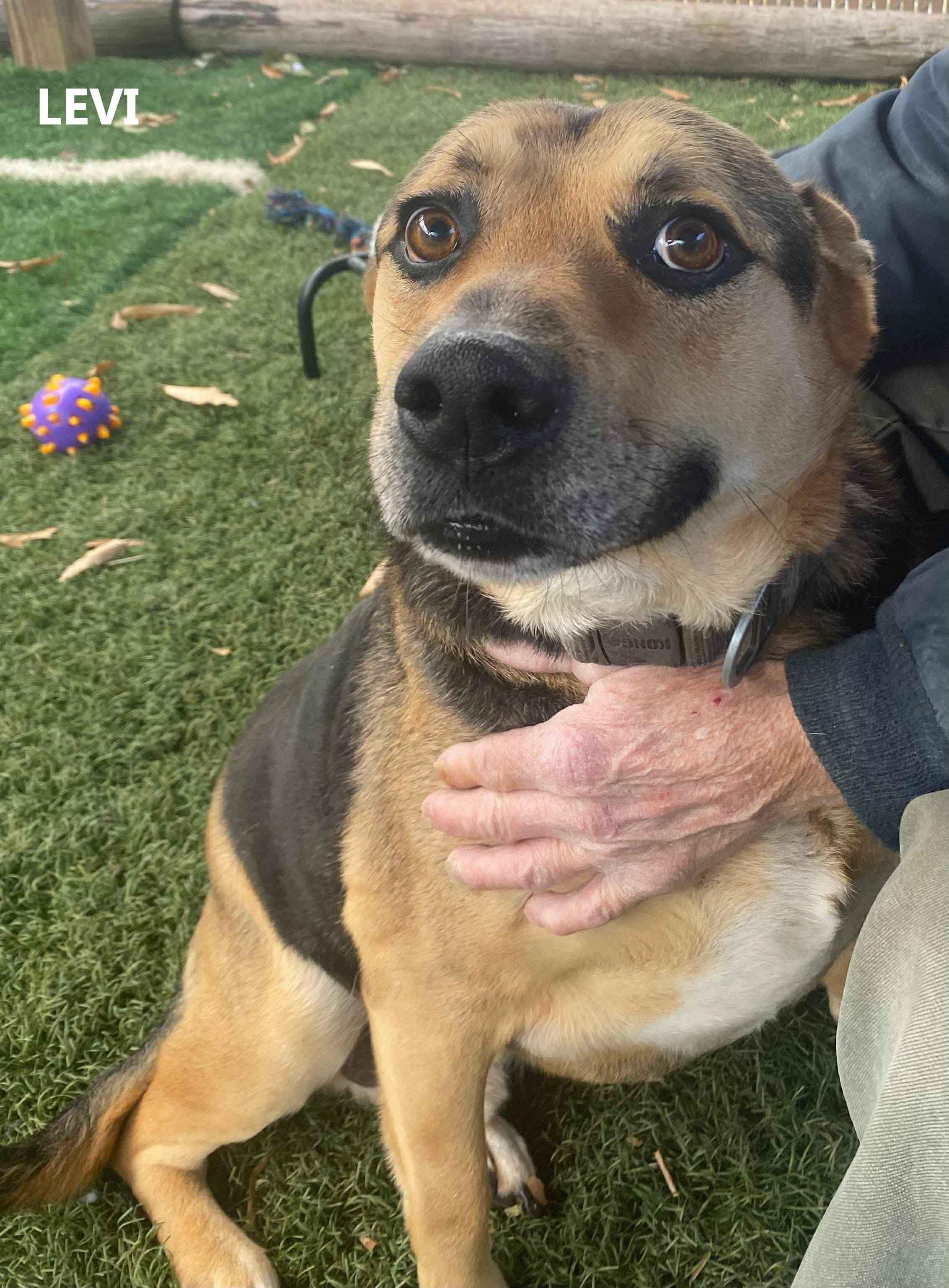 Enlarge Levi, a ADOPTABLE mixed breed in Washington, GA image 1/2