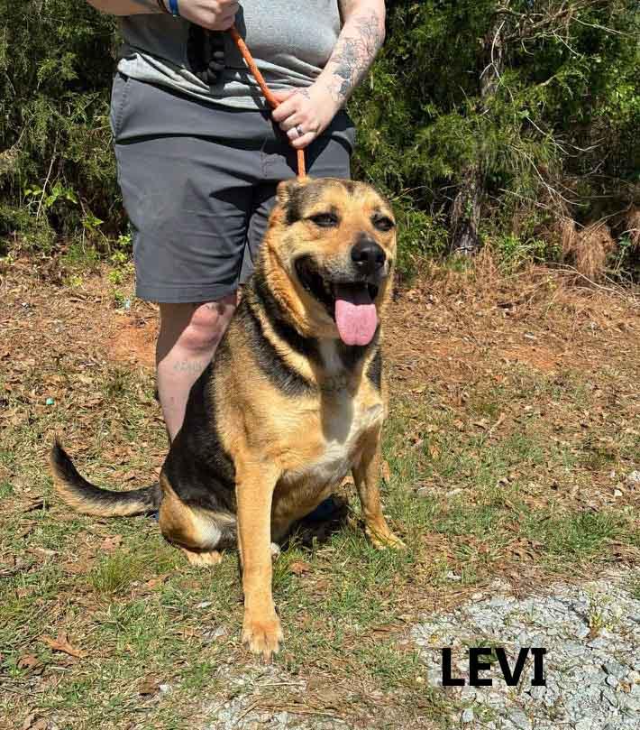 Enlarge Levi, a ADOPTABLE mixed breed in Washington, GA image 1/4